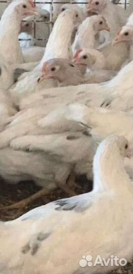 Коралл молодка