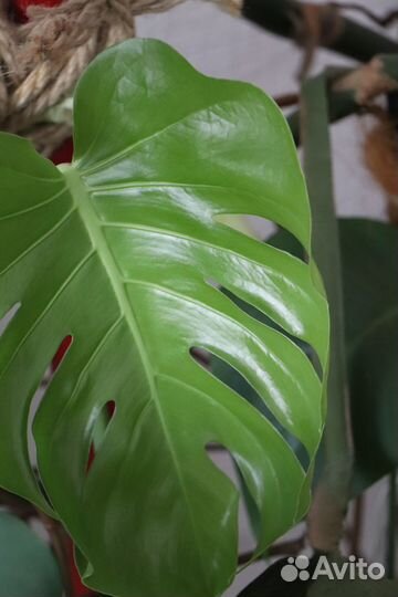 Комнатные растения цветы большие