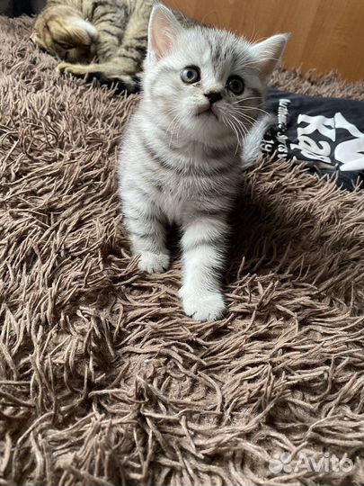 Шотландский котенок