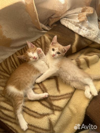 Котики-Милашки