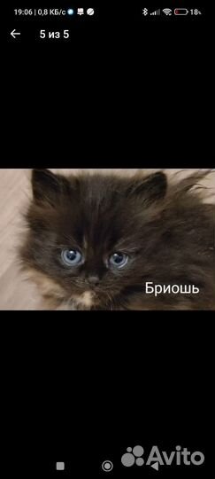 Котята 2 мес. в добрые руки