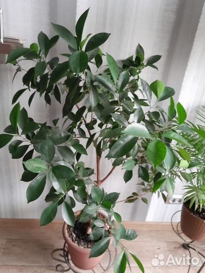 Фикус лировидный