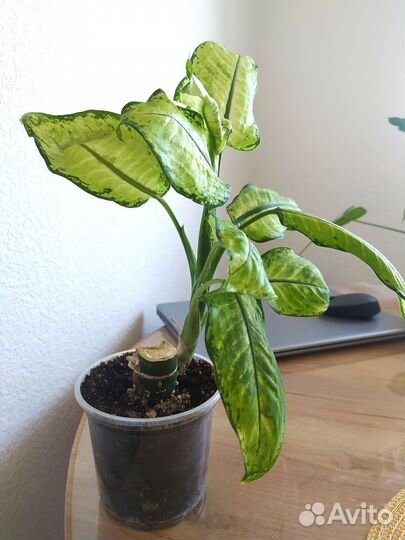 Диффенбахия камилла