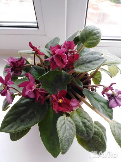 Комнатные цветы фиалки