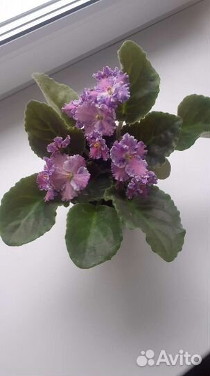 Фиалка в горшках