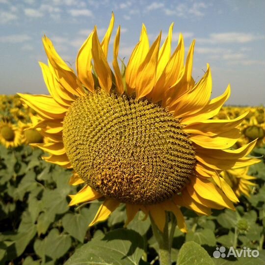 Семена подсолнечника нс Х 6009 (Clearfield)