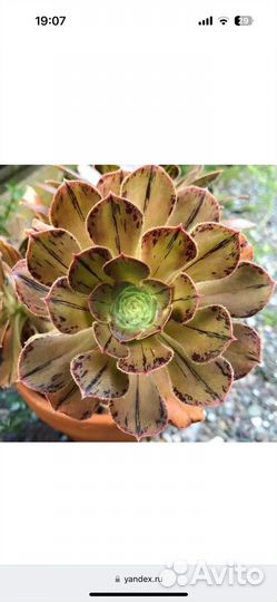 Эониумы разные