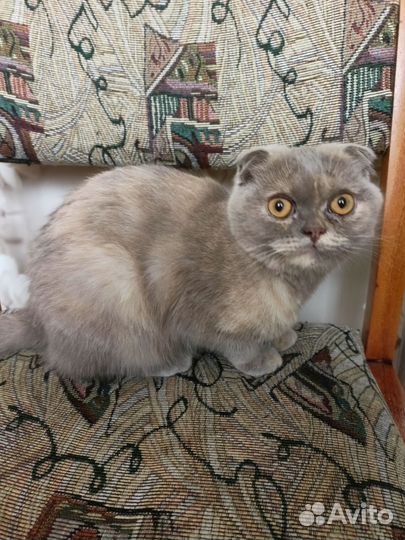 Британка вислоухая