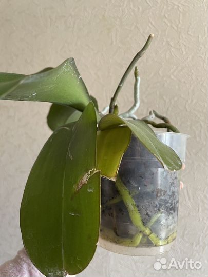 Орхидея фаленопсис
