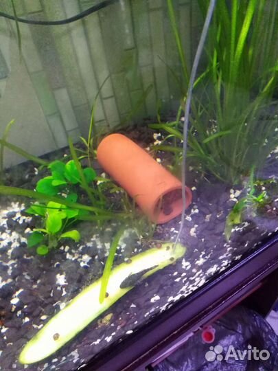 Домики для анциструсов