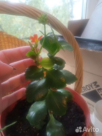 Каланхоэ оранжевый