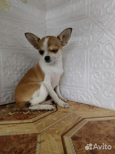 Чиходевочка