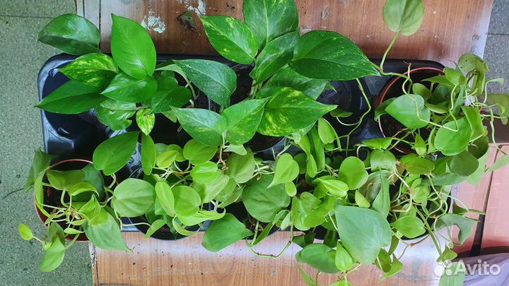 Комнатные растения. Живые цветы