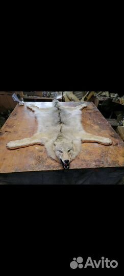 Шкура волка