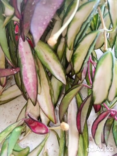 Хойя Кентиана вариегатная