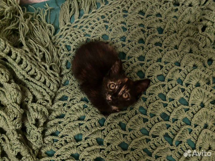 Котенок-девочка трехцветная