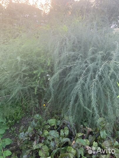 Аспарагус садовый для цветочного магазина