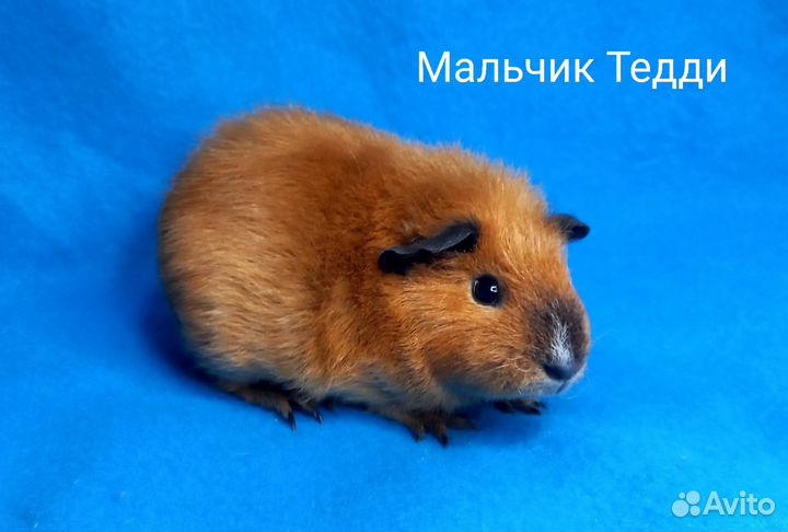 Морские свинки Тедди