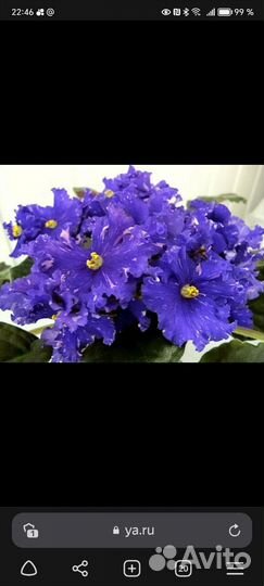 Фиалка сортовая детки