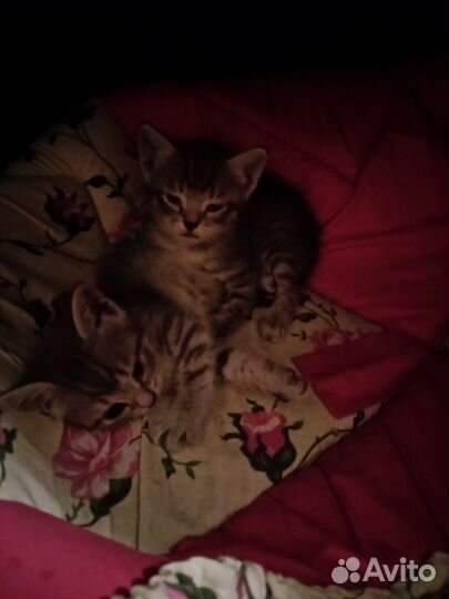 Котятки 1 месяц в добрые руки