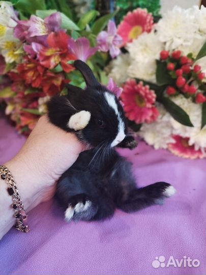 Ручные карликовые кролики.Домашнее содержание