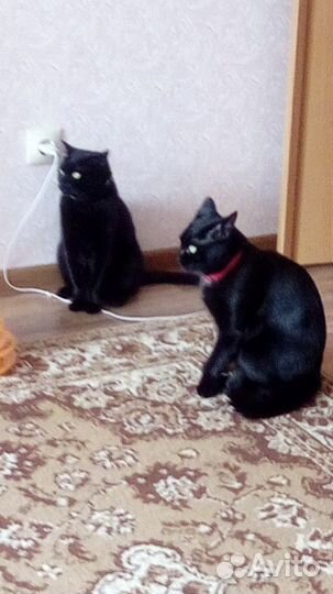 Передержка домашних питомцев