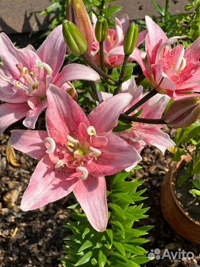 Лилии зимостойкие