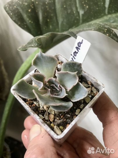 Суккуленты 1. Пересылка почтой