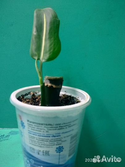 Диффенбахия