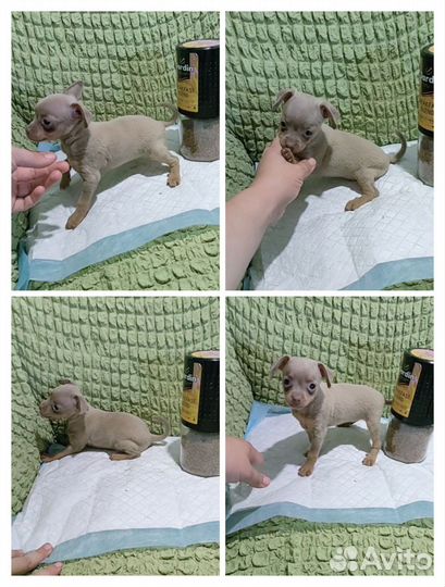 Детки той-терьера