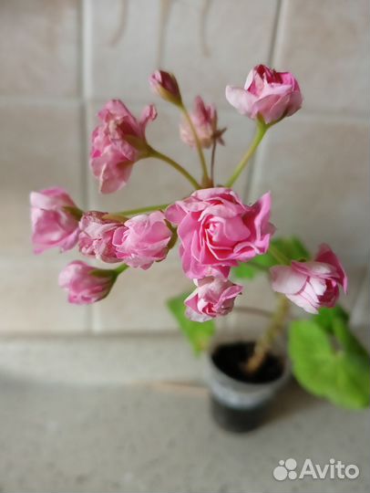 Комнатные цветы