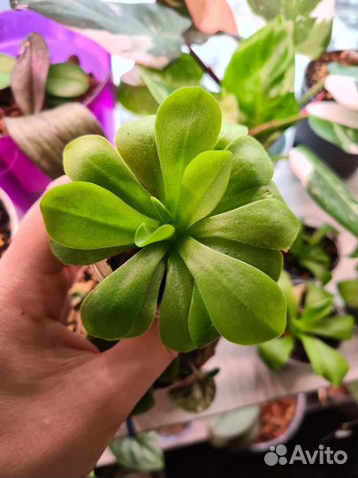 Хищные растения жирянки