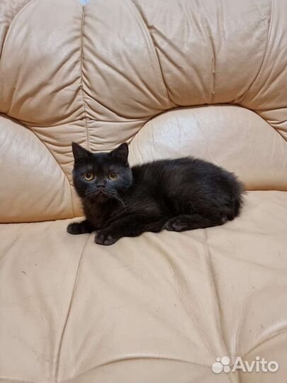 Кот в добрые руки