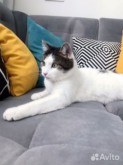 Мягкий котик ищет хозяев