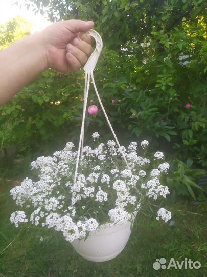 Алисум в кашпо