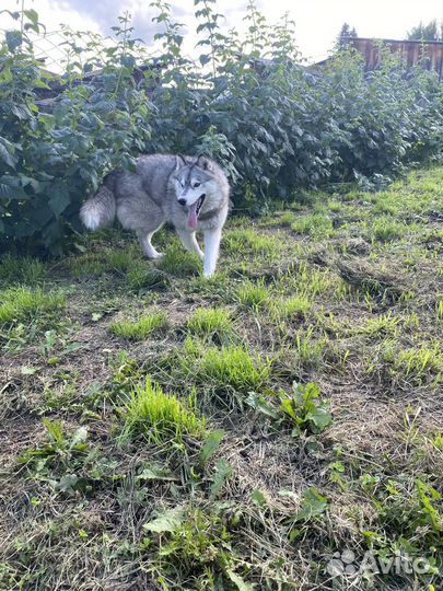 Продам хаски девочка