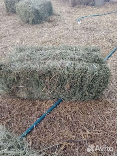 Сено в тюках