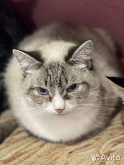 Котики, кошки и котята из приюта