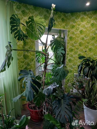 Домашнее растение 2 метра высокое