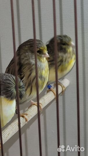Кенара и канарейки Глостер