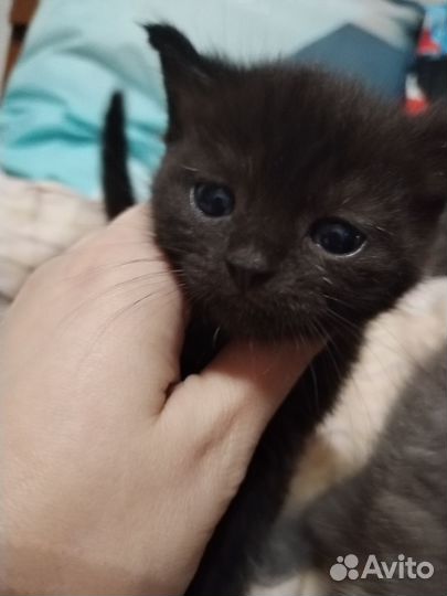 Шотландская кошка
