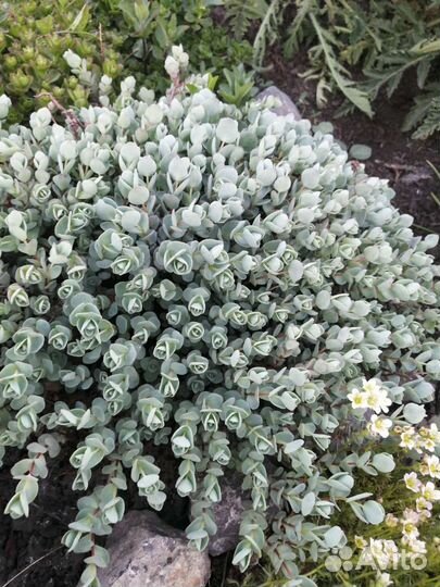 Многолетние цветы