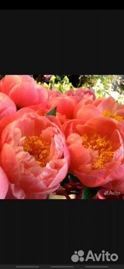 Пион букеты, срез