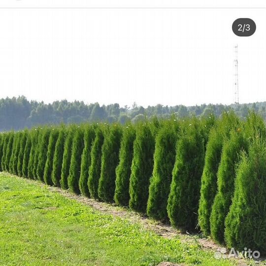 Туи смарагд для изгороди и дома. Доставка
