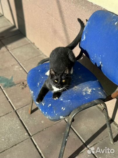 Спасите котика