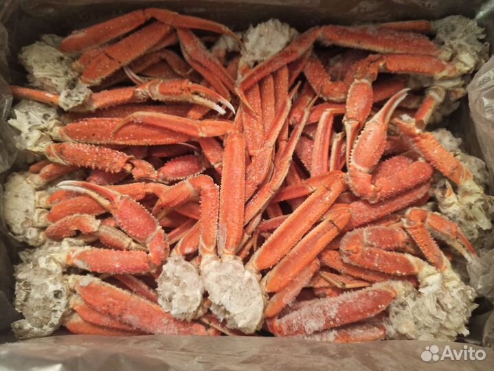 Краб Стригун (Опилио) клешни