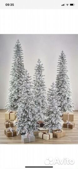 Ели заснеженные