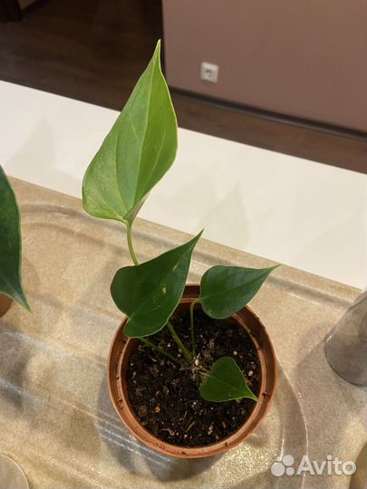 Комнатные цветы антуриум