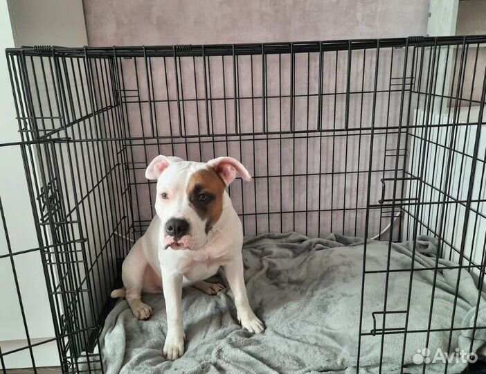 Клетка для собак от производителя