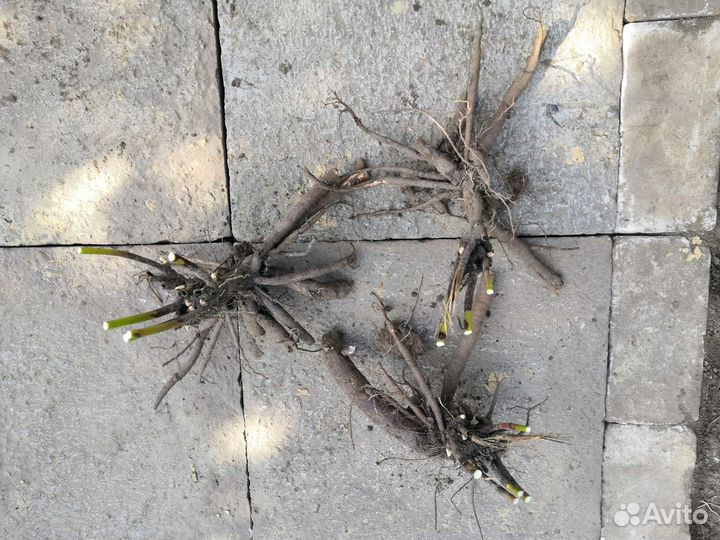 Пионы (корни) в наличии